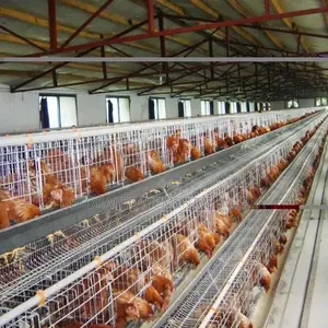 Best Value 120birds Battery Cage:20-year Lifespan, High Roi"