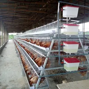 Exclusive 160-bird Galvanized Cage For Poultry Success