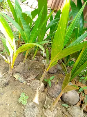 Coconut Seedling