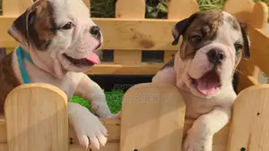 1-3 months Male Purebred Bulldog