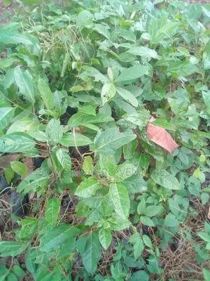 Passion Fruit Seedlings