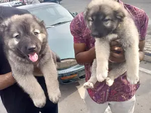 1-3 months Male Purebred Caucasian Shepherd
