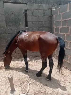 Exotic Horse