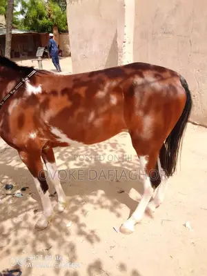 Agile Horse