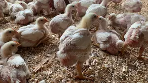 4 Weeks Old Broilers