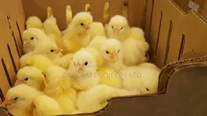 One Day Old Chicks/Turkeys/Ducklings/Keets Supply Nationwide
