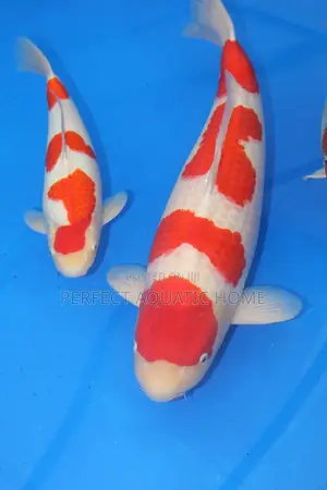 Koi Fish 25cm