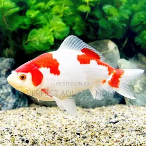 Koi Fish 25cm
