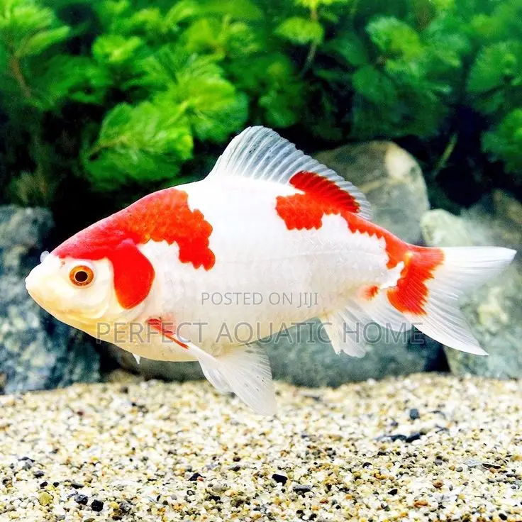 Koi Fish 25cm