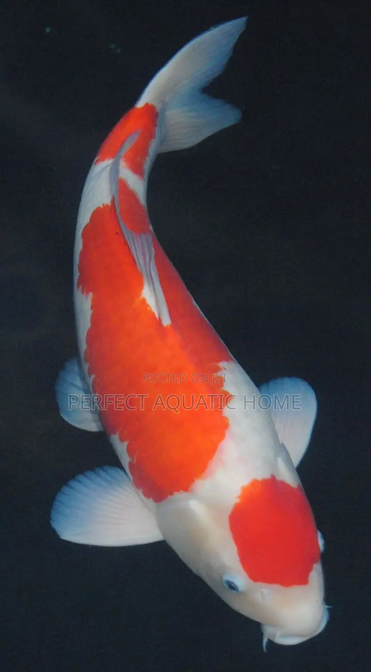 Koi Fish 25cm