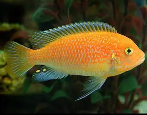 Pink Zebra Cichlid Fish