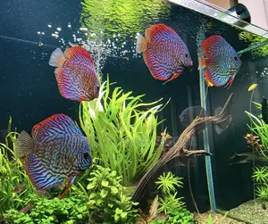 Discus Fish