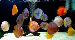 Discus Fish 8cm