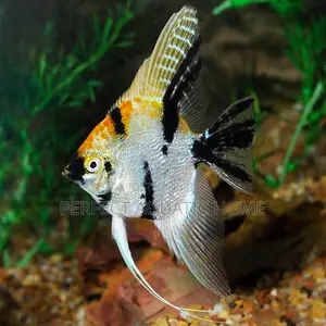 Angle Fishes