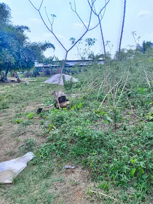 Farmlands for Sale at the Back of Tai Solarin Uni Ijebu Ode