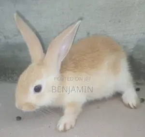 7 to 8 Weeks Old Rabbits for Sale