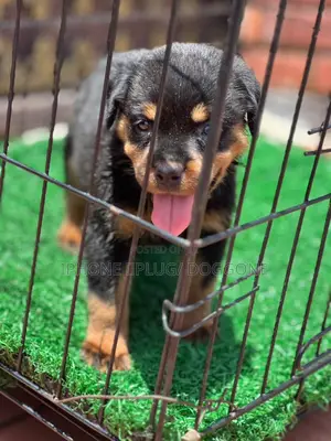 1-3 months Male Purebred Rottweiler