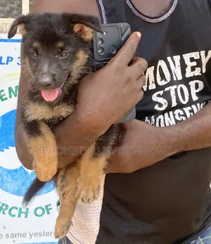 1-3 months Male Purebred German Shepherd