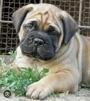 1-3 months Male Purebred Bullmastiff