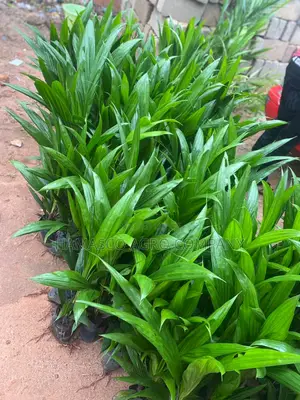 Hybrid Tenera Seedlings (Purely Oil Palm)