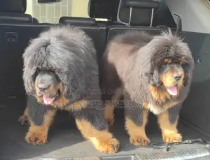 1-3 months Female Purebred Tibetan Mastiff