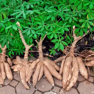 Hybrid Cassava Stem