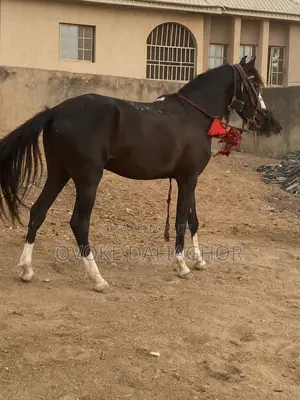 Nice Horse