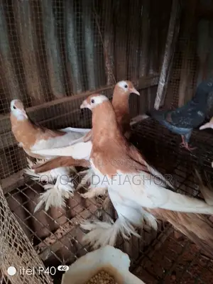 Golden Pouter Pidgeons