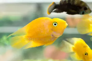 Yellow Parrat Fish