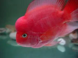 Red Parrot Fish