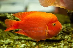 Red Parrot Fish