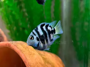 Pollar Parrot Fish