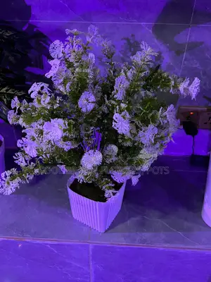 Beautiful Indoor Plants With Pot