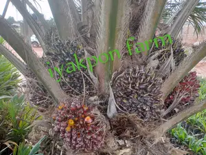 Dwarf Hybrid Tenera Oil Palms Seedlings