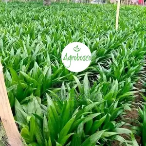 Improved Hybrid Supergene Oil Palm Seedlings for Sale