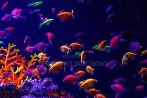 Glowlight Tetra