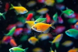 Glowlight Tetra