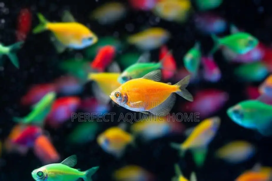 Glowlight Tetra