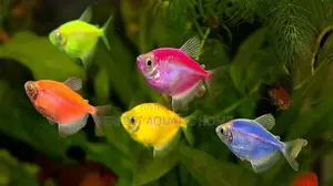 Florescent Tetra