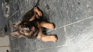 1-3 months Male Purebred German Shepherd