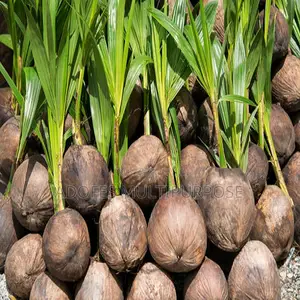 Hybrid Dwarf Coconut Seedlings