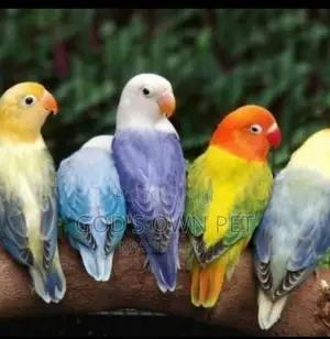 Lovely Foreign Love Birds Is Available