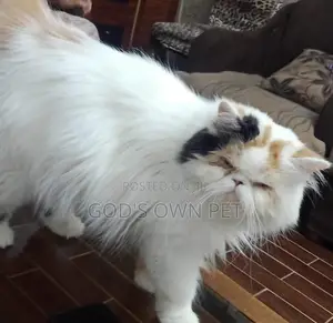 6-12 months Female Purebred Persian
