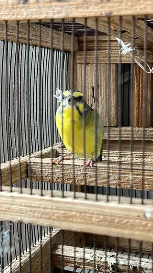 Lovely Well Sounds Canaries Are Available