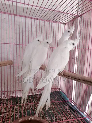 Lovely Cockatiel Birds Is Available