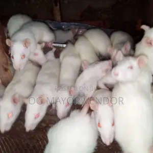 White Mouse, Rat, Rabbit