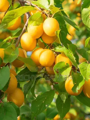 Yellow English Plum Trees for Sale
