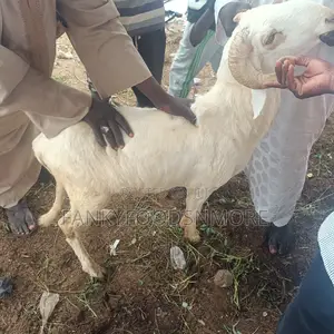 Matured Big Rams