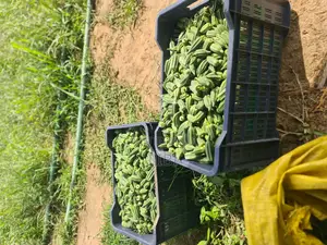 Okro Freshly Harvested Everyday, Just a Call Away