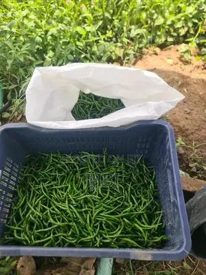 Chilli Pepper Freshly Harvested